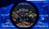 D-D Coral Colour Lens Gen 2