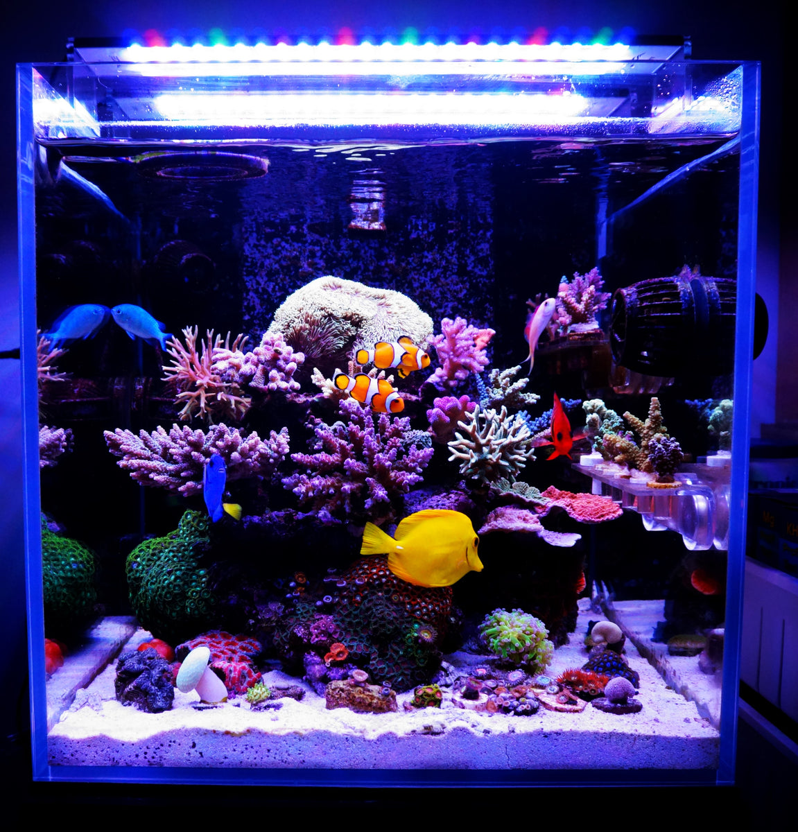 Chihiros Nova 1 is a Seminal Entry into Saltwater Aquarium