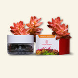 2Hr Aquarist JAZZ Root Fertiliser capsules