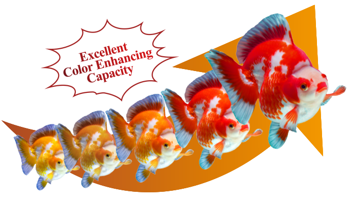 Illustration of Slow Swimming Fish For High Bio Load Goldfish